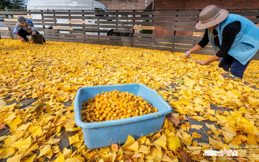 Ginkgo Goodness