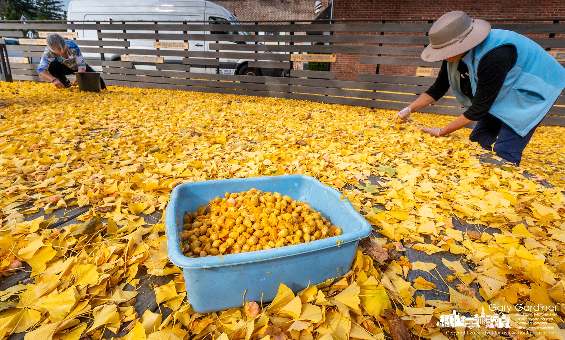 Two women collect ginkgo nuts from fallen fruit at the large tree that grows on the north side of city hall in Uptown Westerville. My Final Photo for November 5, 2022.
