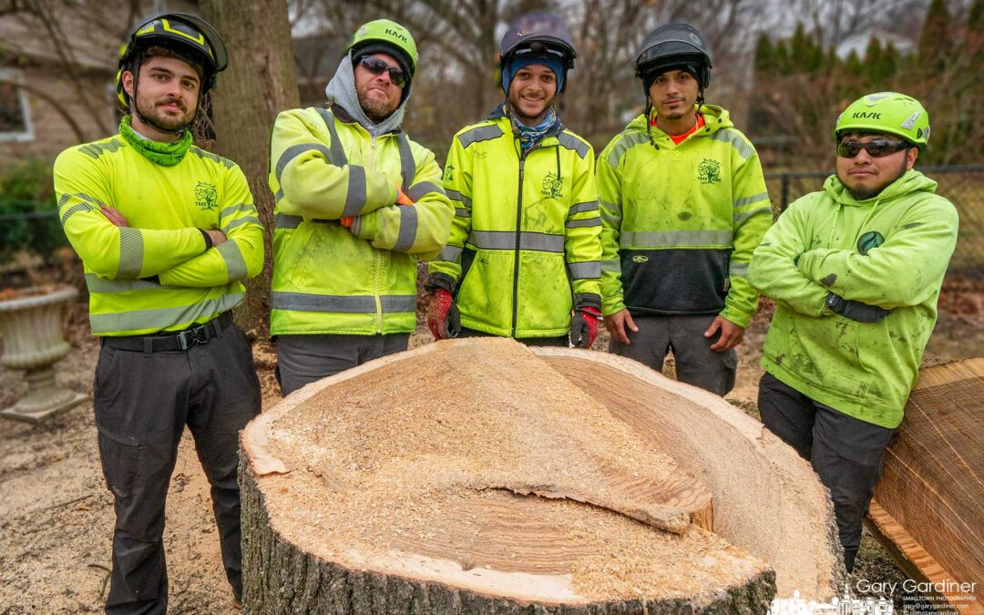 The Tree Trunk Team