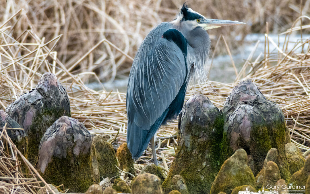 Stumped Heron
