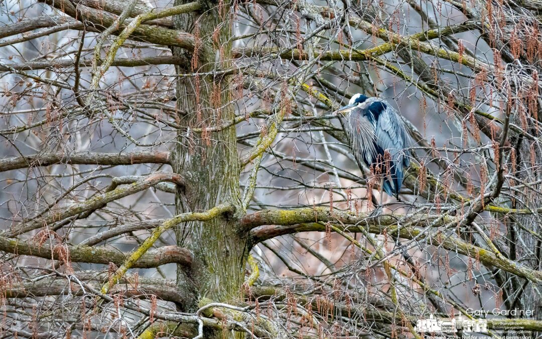 Winter Blue Heron