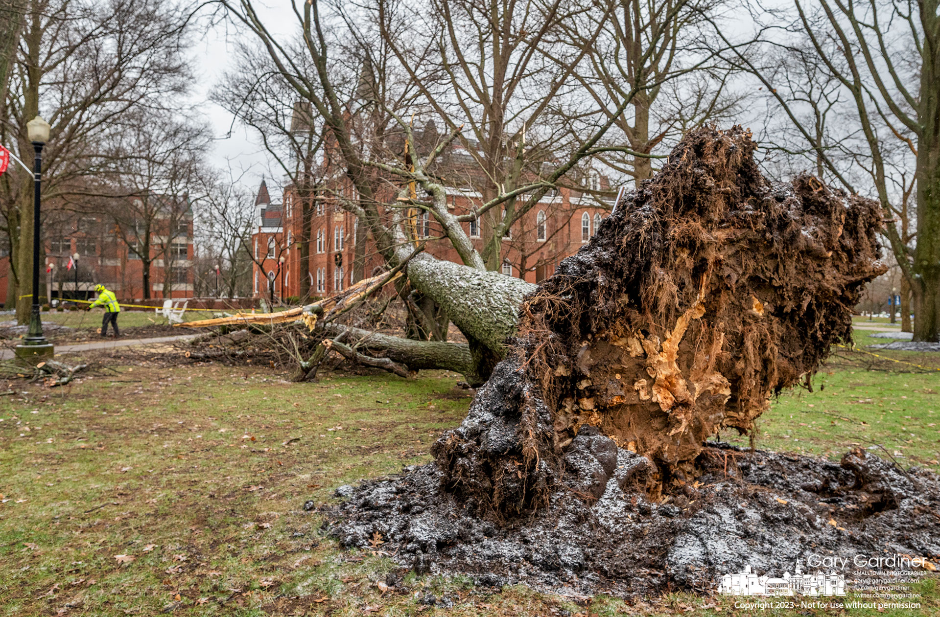 A tree removal crew works to remove a large maple tree with its rotten roots exposed near Towers Hall on Otterbein University after it fell during storms the previous day. My Final Photo for January 13, 2023.