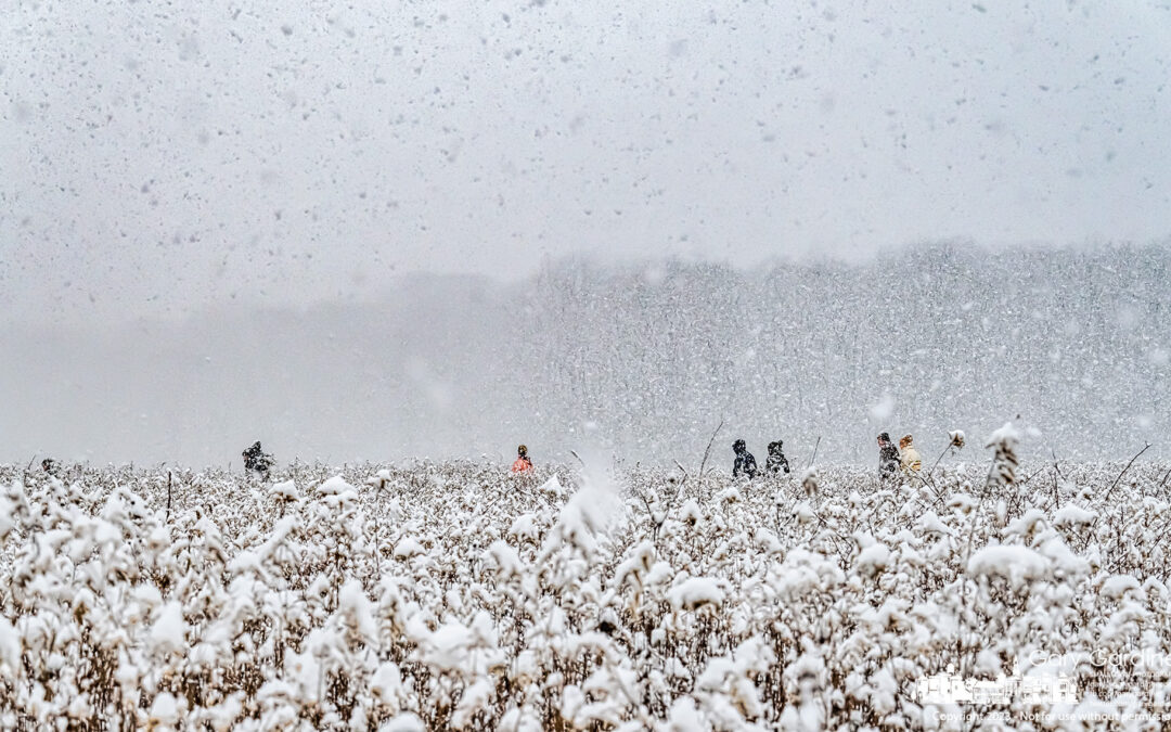 Sharon Woods Snowfall Saunter