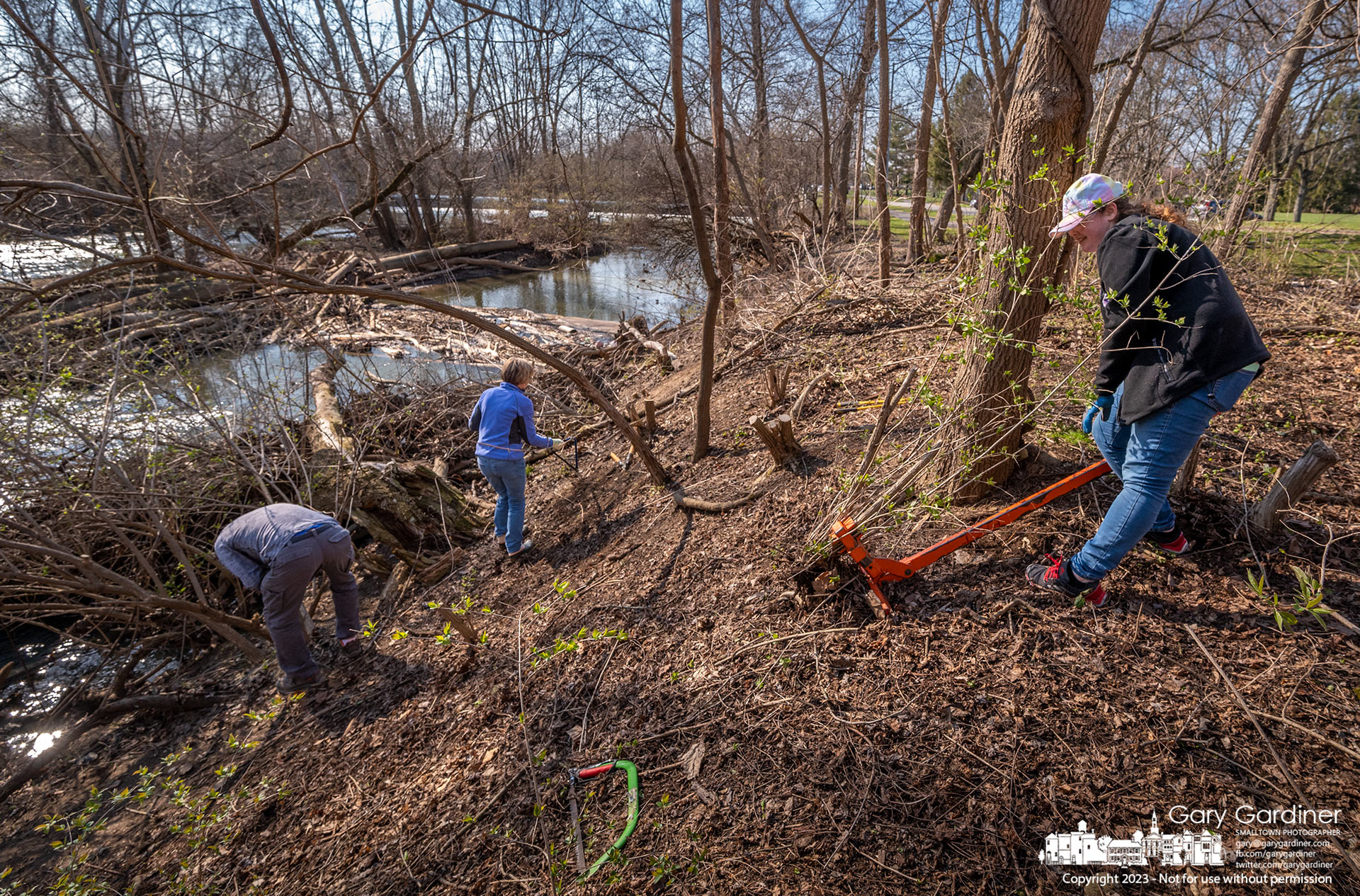 Volunteers and Otterbein University students clear invasive honeysuckle plants growing along the shoreline above and below the low-head dam in Alum Creek in Westerville. My Final Photo for March 30, 2023.