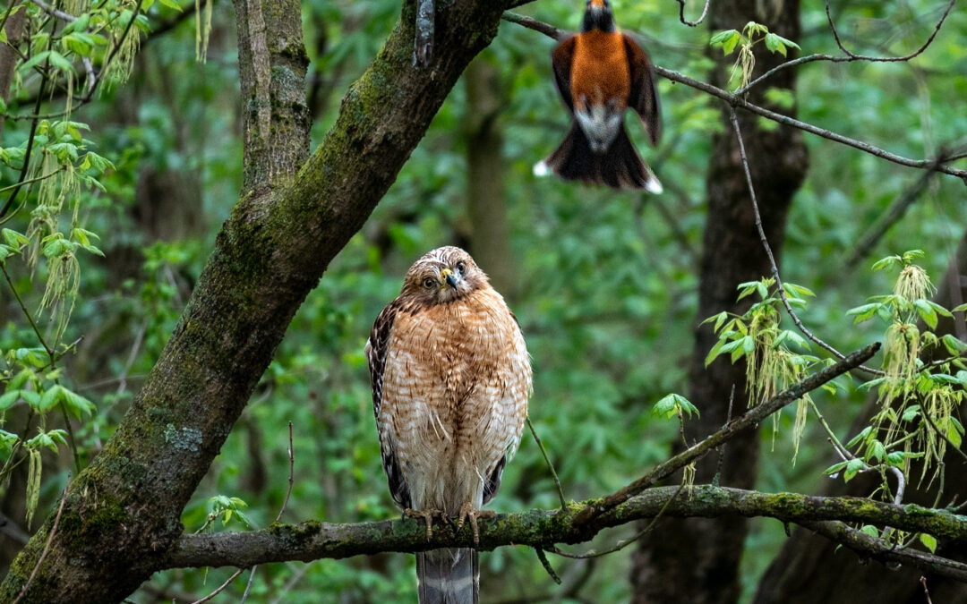 Hawk Harrassment