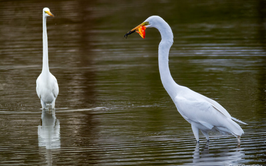 Egret Fine Dining