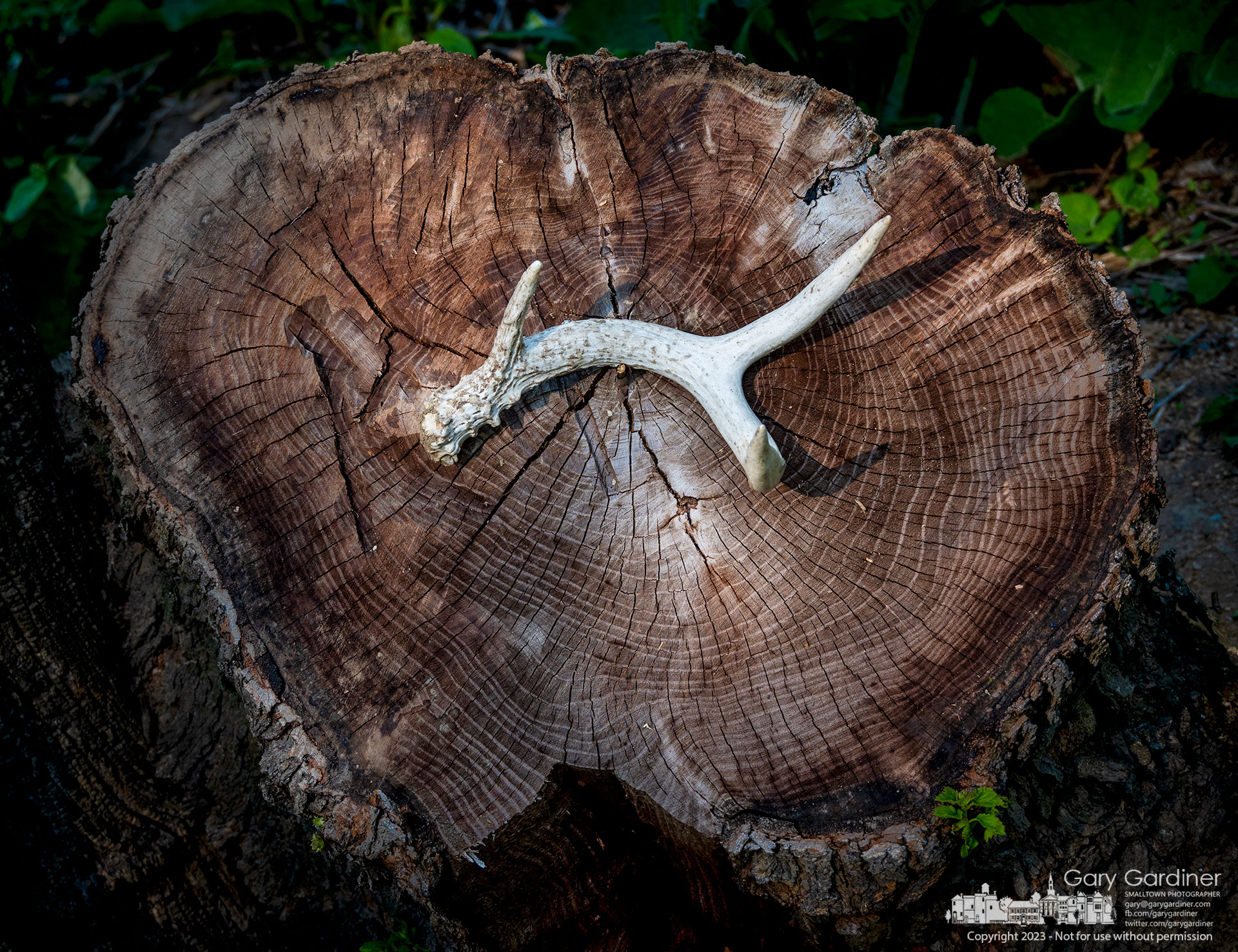 A single three-point antler is displayed on the stump of a downed tree on the Braun Farm after it was found by a farmer plowing the fields to plant soybeans and corn. My Final Photo for May 18, 2023.
