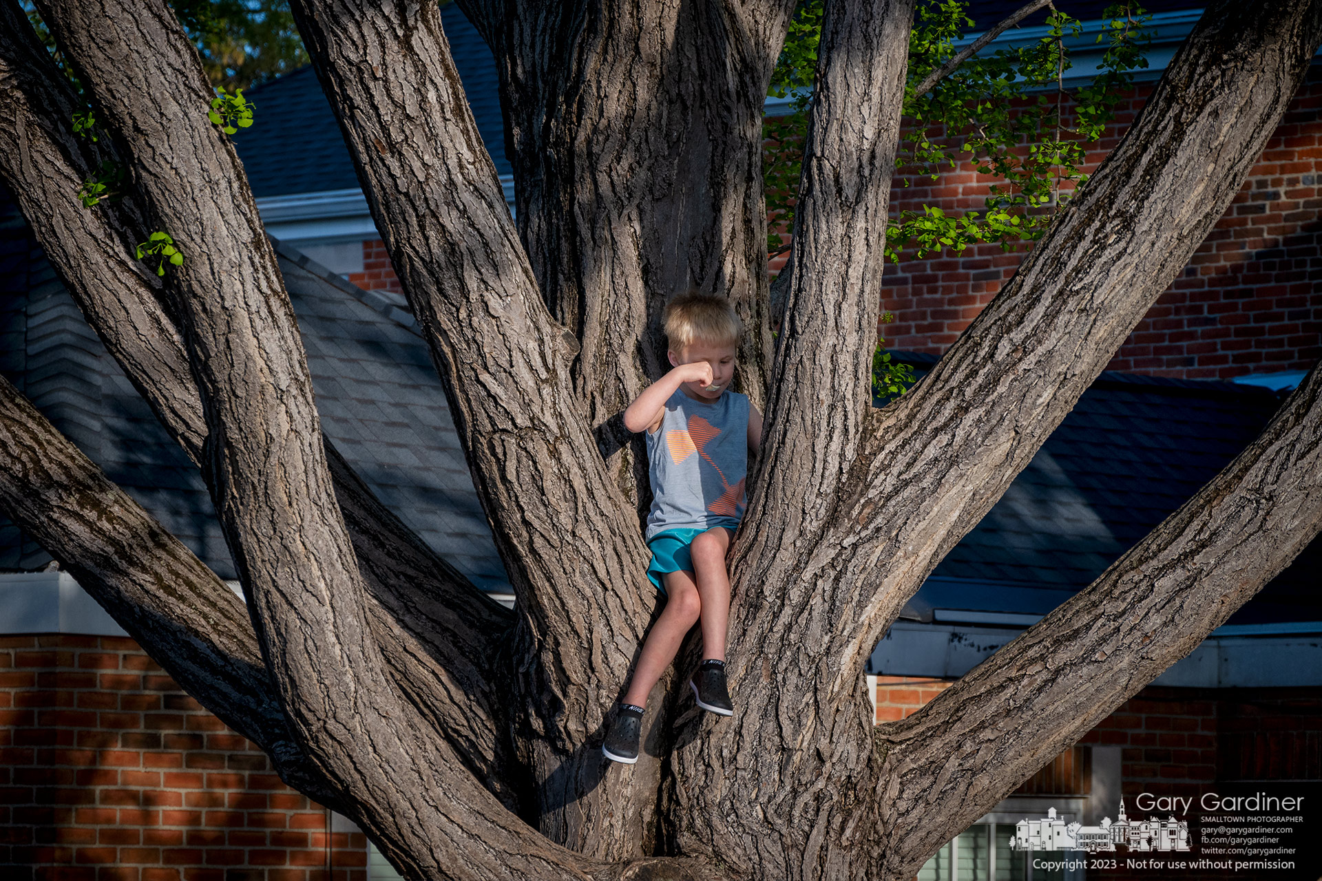 A young boy enjoys Graeter's ice cream in the branching crooks of the ginkgo tree at city hall where his father lifted him on their walk Uptown Friday night. My Final Photo for May 5, 2023.