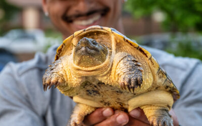 Snapping Turtle Showdown