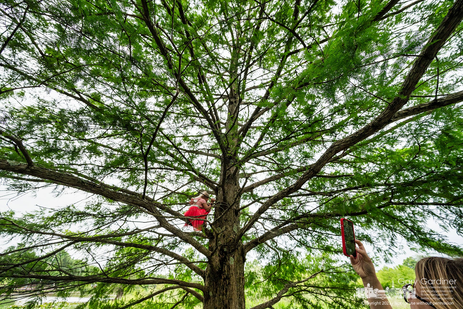 A mother uses her phone to take a photo of her daughter climbing in one of the bald cypress trees at the Highlands wetlands. My Final Photo for June 13, 2023.