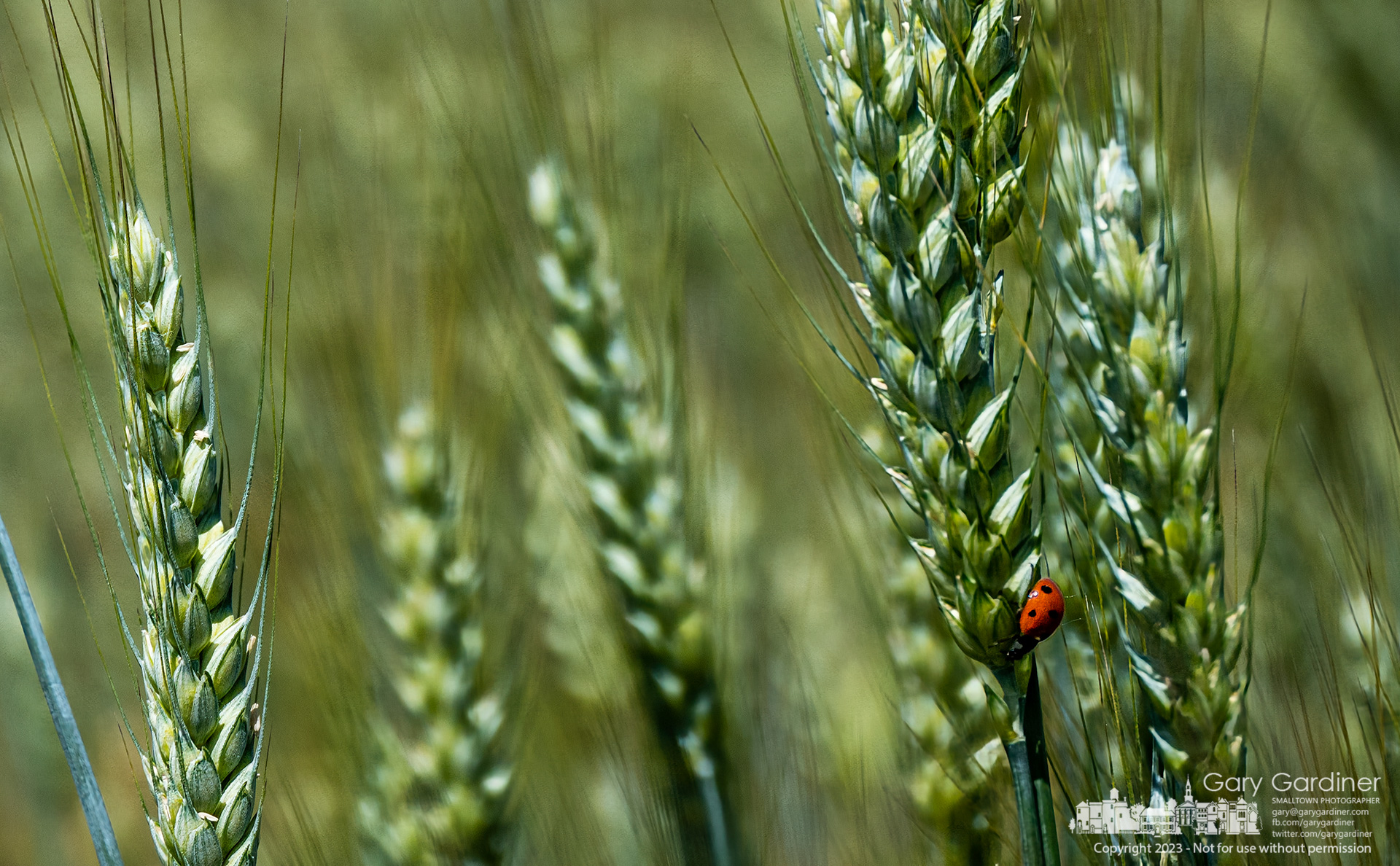 A ladybug works its way down a shaft of wheat looking for food and other ladybugs in a field of winter wheat on Polaris Parkway. My Final Photo for June 2, 2023.