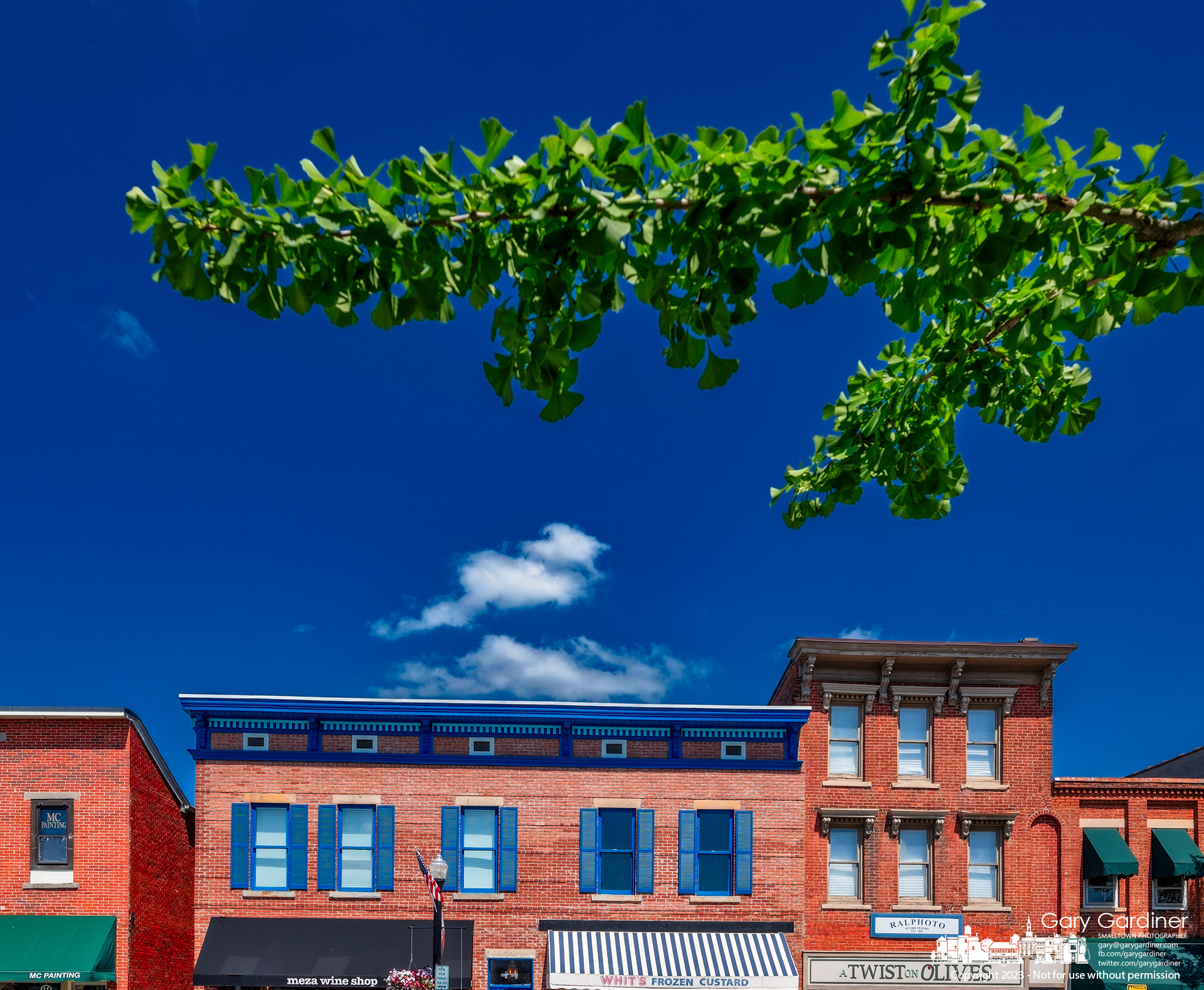 Leaves of a ginkgo tree stand bright against a blue sky with a wisp of clouds hanging over a red-brick section of Uptown Westerville on a hot summer afternoon. My Final Photo for July 13, 2023.