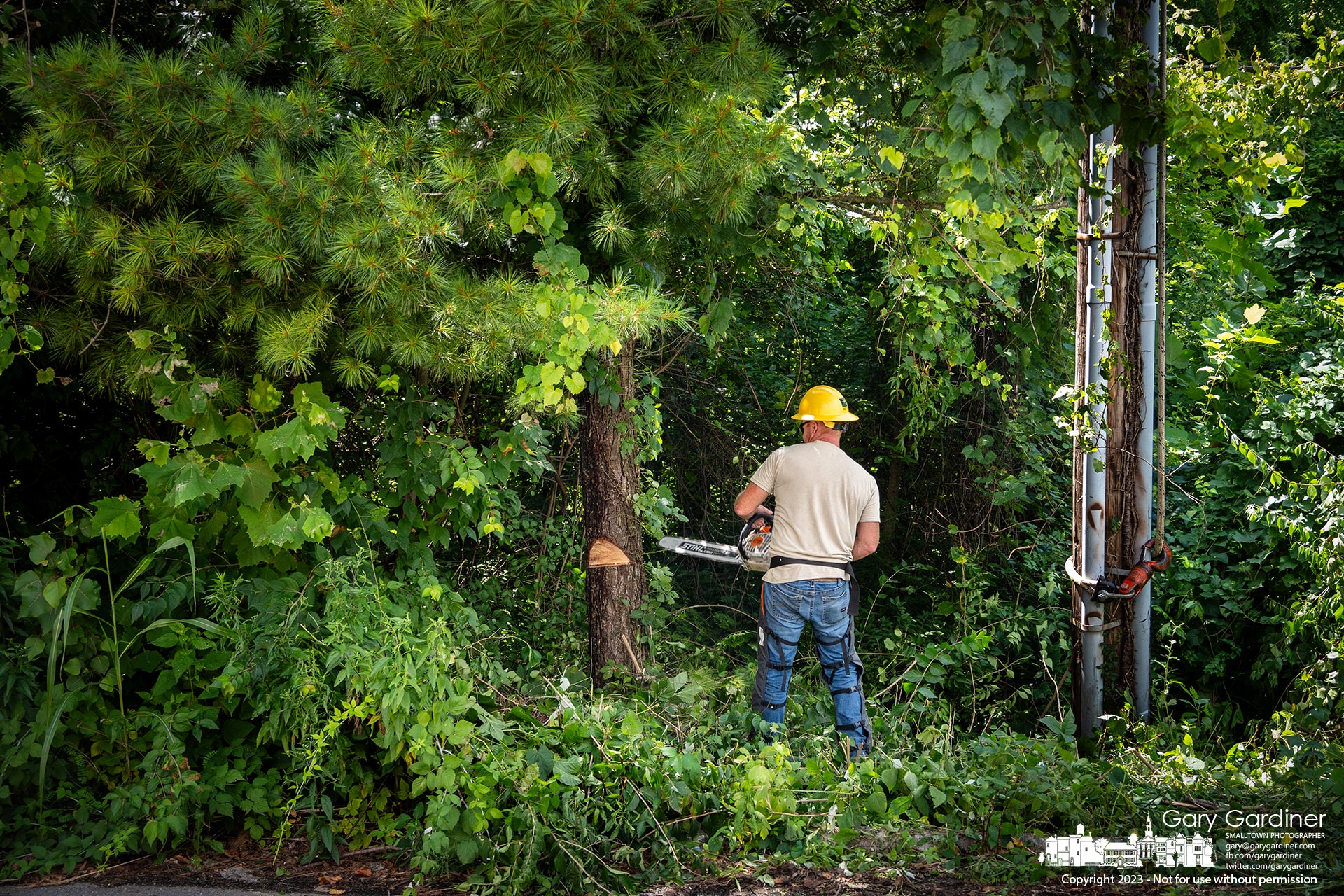 A city electric worker downs a tree in the right-of-way as he and a crew begin to make repairs to a power line behind a shopping center on Schrock Road. My Final Photo for August 10, 2023.