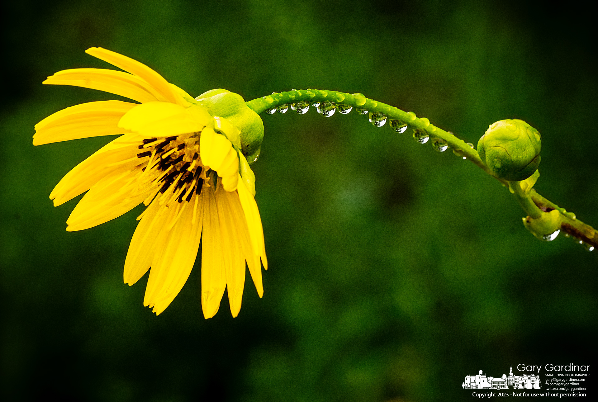 Raindrops hang from the drooping stem of a Prairie Dock wildflower growing across the path at the Highlands Wetlands. My Final Photo for August 14, 2023.