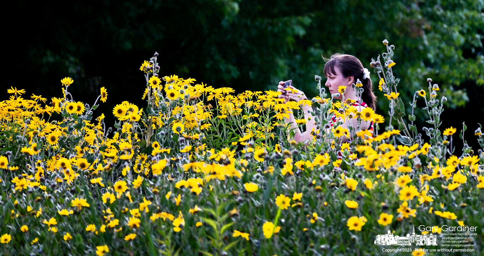 A woman pauses her walk through Sharon Woods Metro Park to photograph wildflowers lining one side of the trail. My Final Photo for August 27, 2023. 