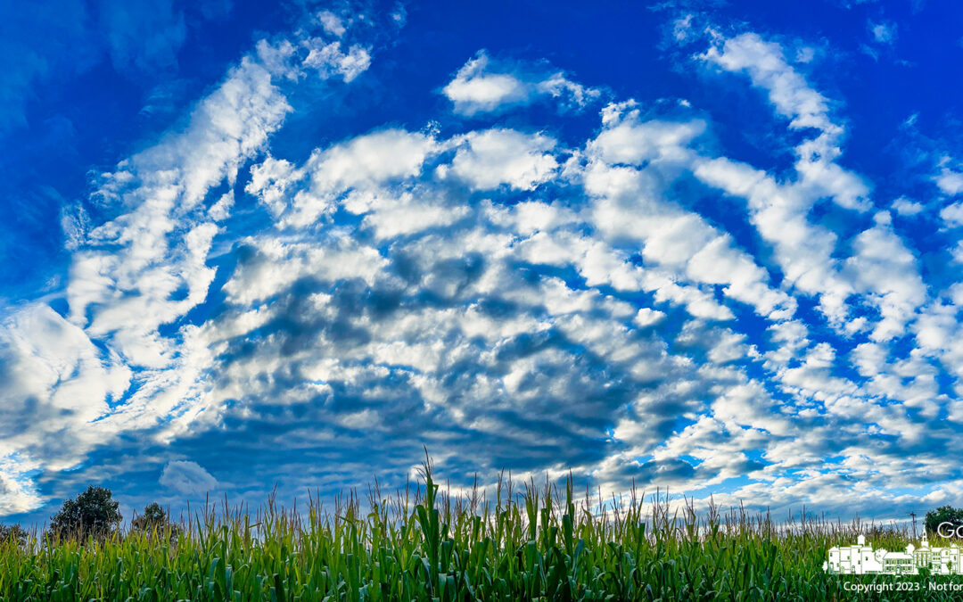 Collegeview Corn View