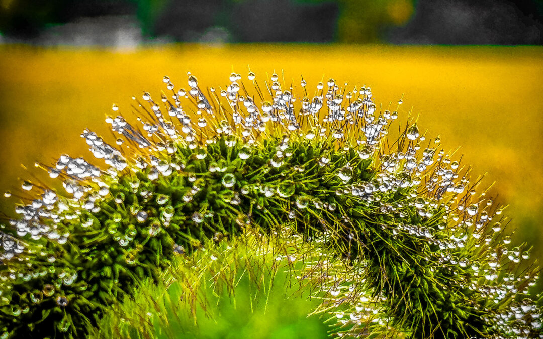 The Foxtail’s Wet