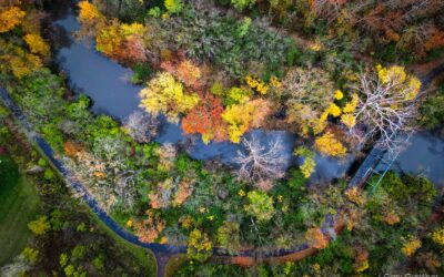 Still Fall Colors