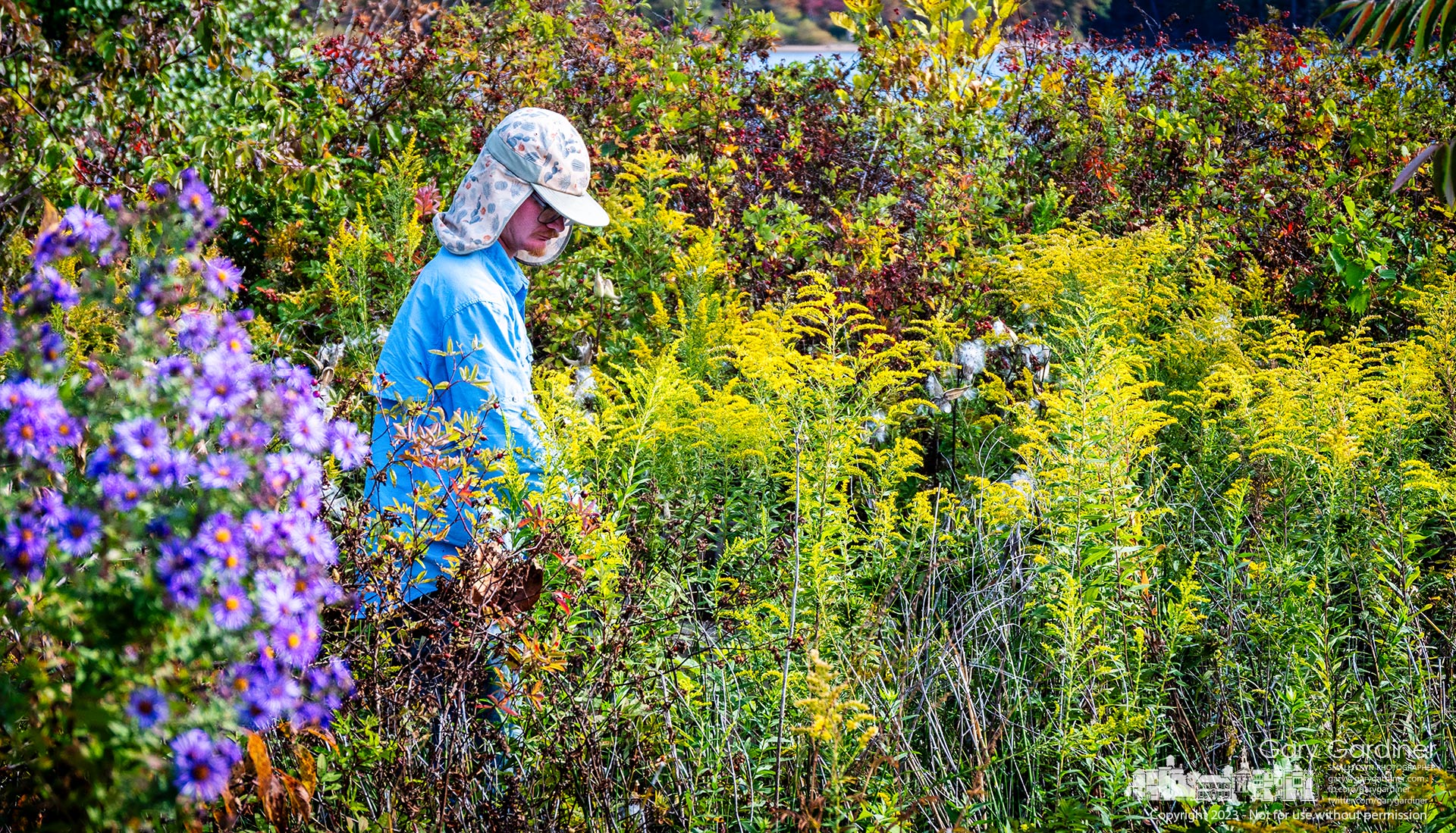 A contract work crew clears invasive late goldenrod from the rain garden at Walnut Boat Ramp as the city clears the weed from some areas of the park. My Final Photo for October 13, 2023.