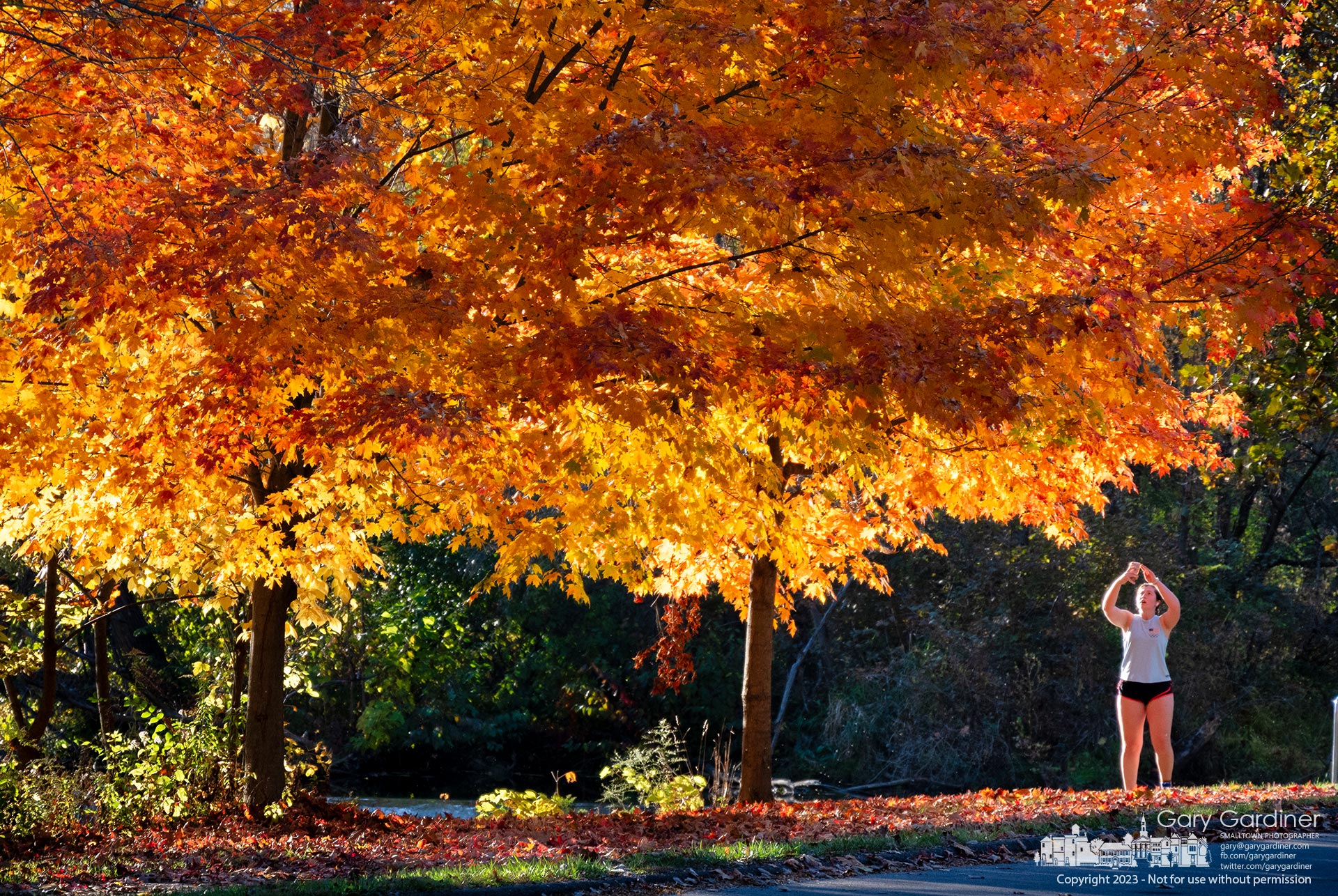 A runner on the path at Alum Creek Park North pauses near the dam to make a photo of maple trees turning golden in the late afternoon sun. My Final Photo for October 24, 2023.