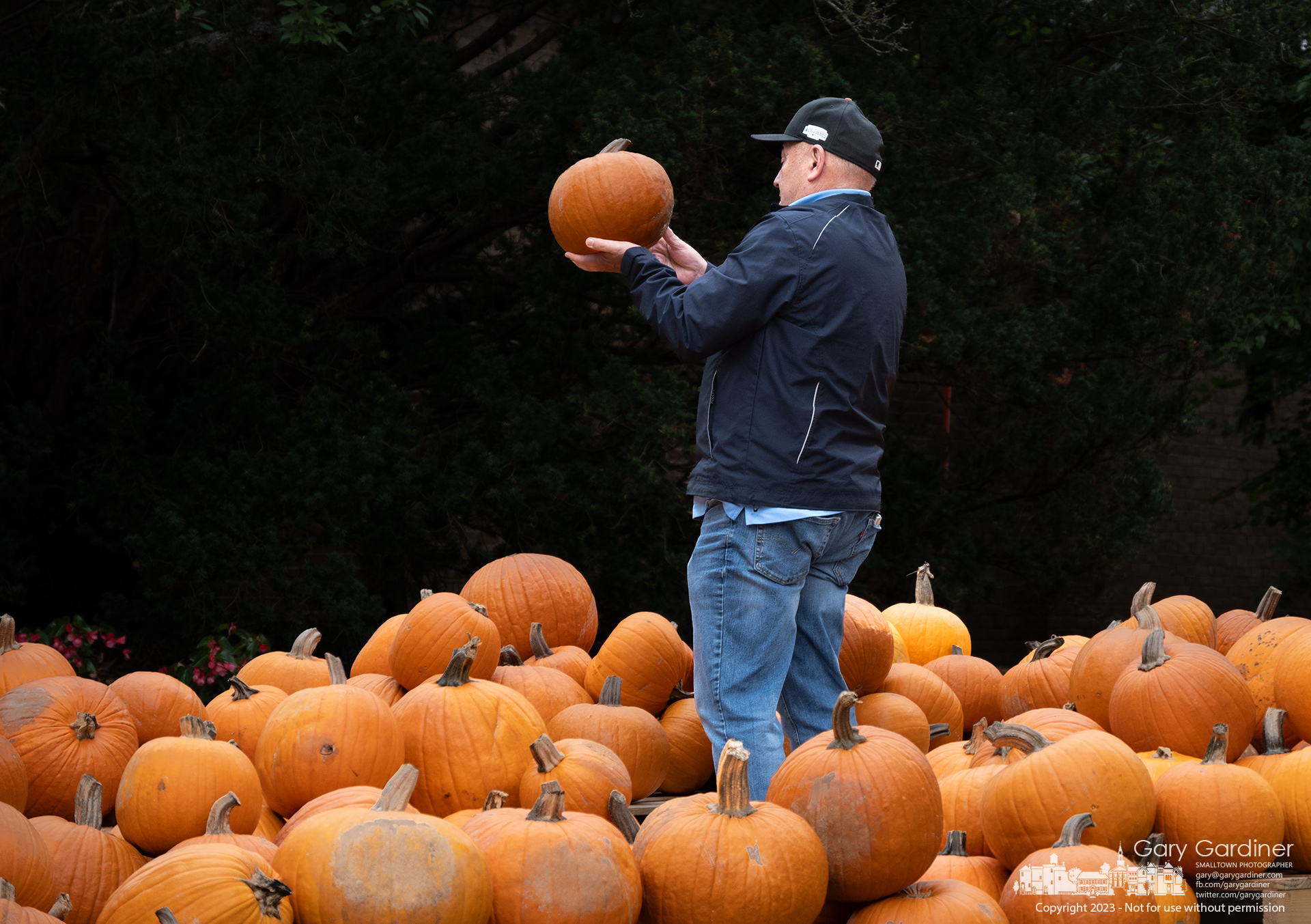 A customer lifts a pumpkin as he studies the selection of sizes and shapes of available pumpkins at the Boy Scout Troop 84 Pumpkin Patch in front of the Masonic Hall in Uptown. My Final Photo for October 15, 2023.