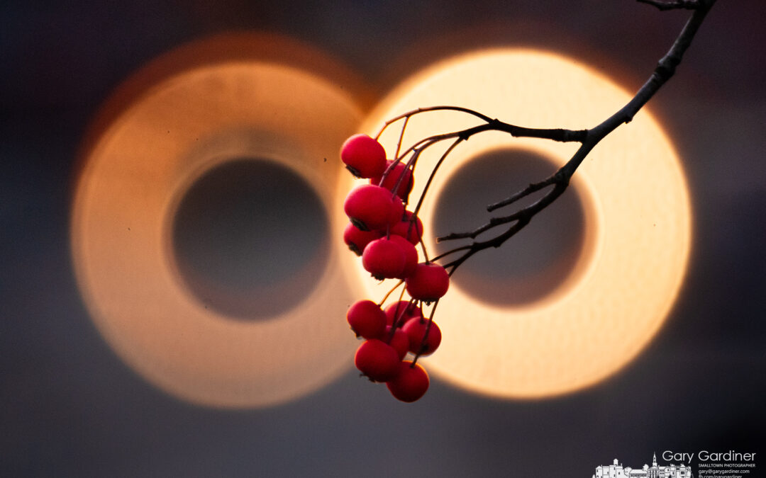 Berries In Headlights