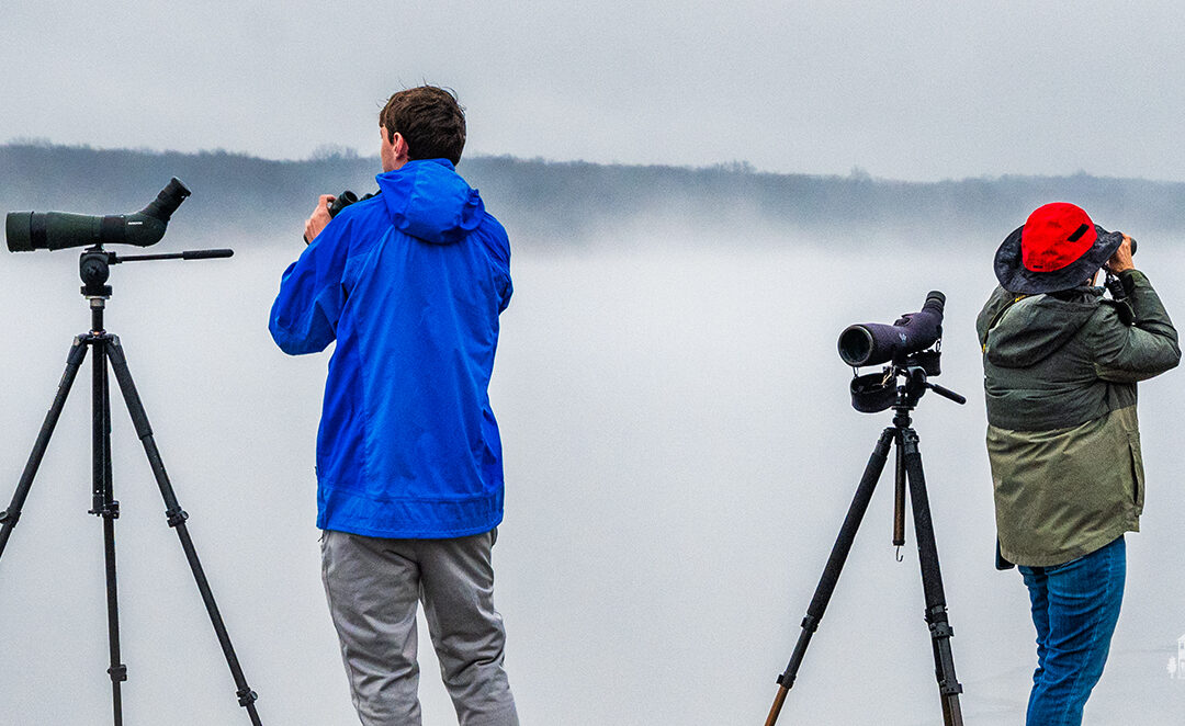 Fogged Birding