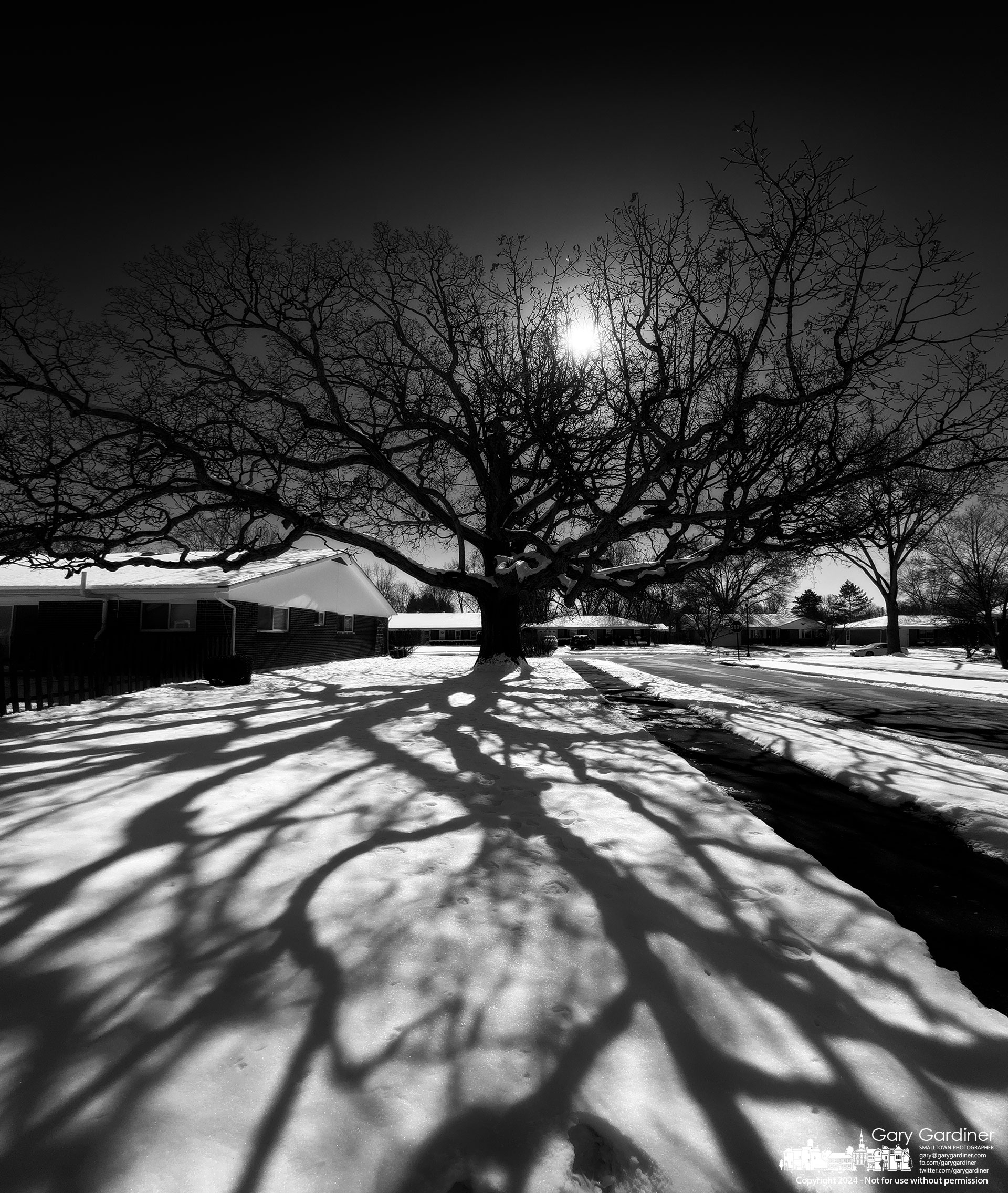 The oak tree at the corner of Brisbane and Barcelona casts its winter shadow across snow that remains on the ground after a weekend storm. My Final Photo for February 18, 2024.