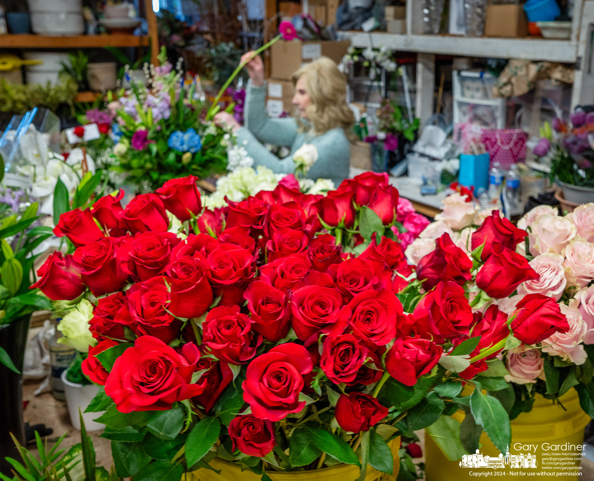 Vases filled with roses sit ready for arrangements at Talbott's Flowers in Uptown Westerville for delivery and sale to the affectionate on Valentine's Day. My Final Photo for February 14, 2024.