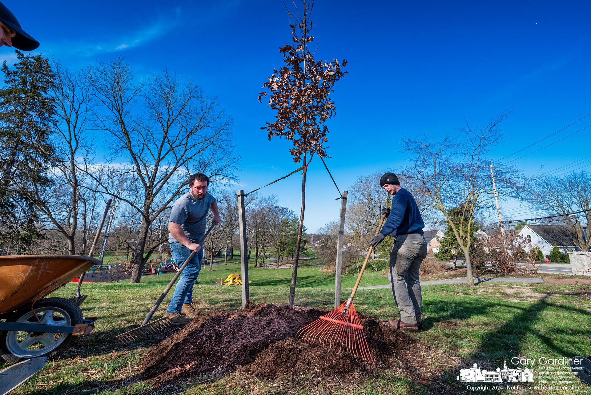 A White Oak tree gets mulched after its planting at the top of the sledding hill at Alum Creek Park North replacing a 100-year-old American elm tree that was removed last year. My Final Photo for March 13, 2024.