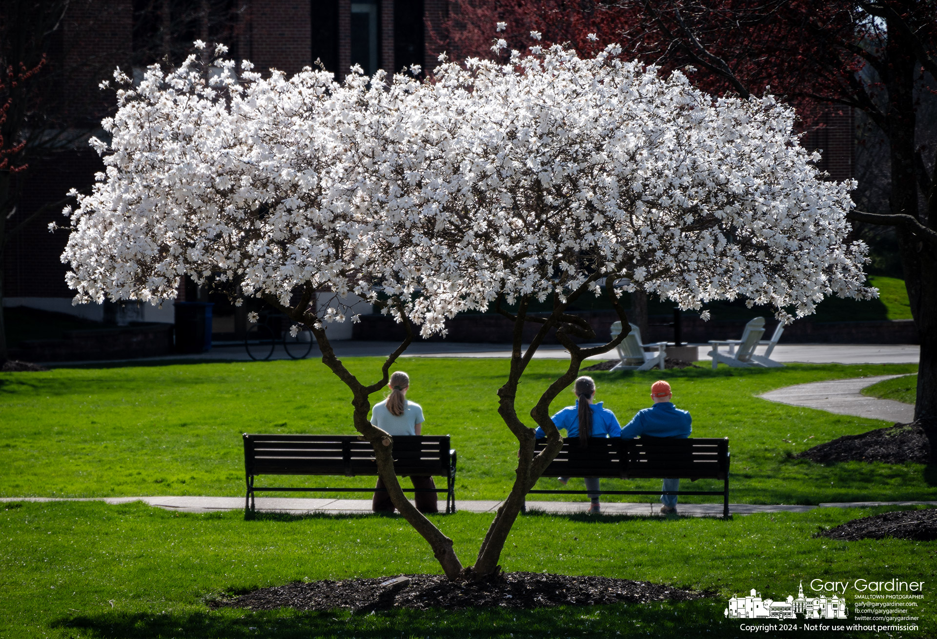 A family out for an afternoon walk takes a break on benches near the Star Magnolias on the plaza behind Towers Hall at Otterbein University. My Final Photo for March 16, 2024.
