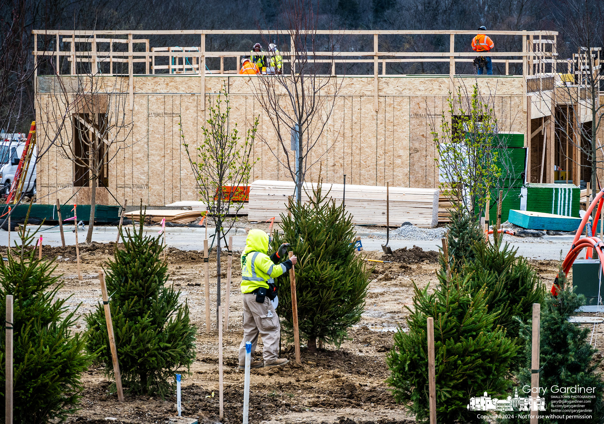 A landscaper ties off an evergreen tree planted Monday at the Town on the Greenway housing development on North West Street where the first building of 84 three-story townhomes is framed to the first floor. My final Photo for March 18, 2024.