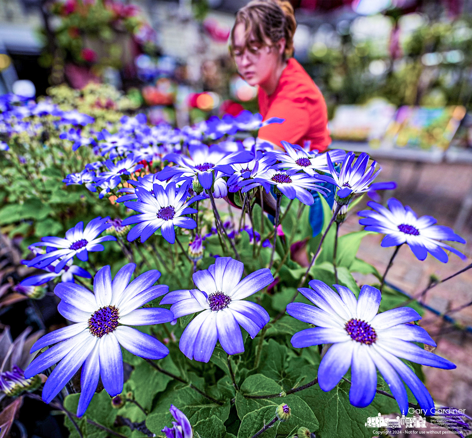 Senetti Blue White blossoms bring color to a section of a greenhouse at Hoover Gardens as the gardening center begins to stock with spring plants and trees. My Final Photo for April 1, 2024.