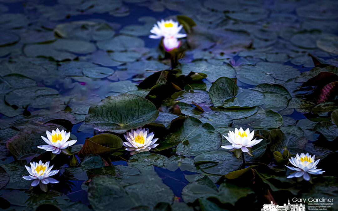 Wetland’s Lilies