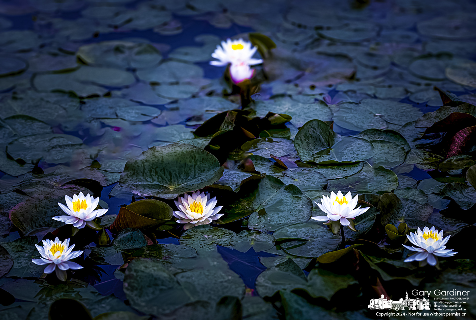 Warm weather brings the first showing of water lilies in the wetland at Highlands Park. My Final Photo for May 6, 2024.