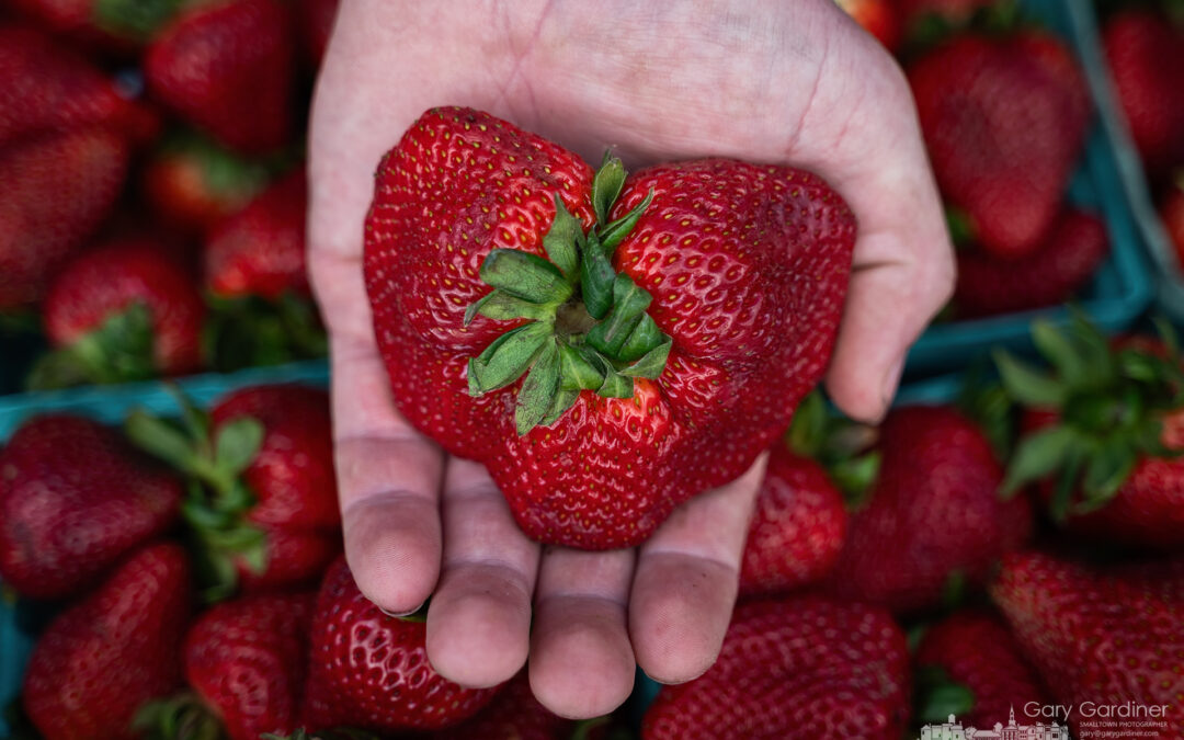 An Ohio Strawberry