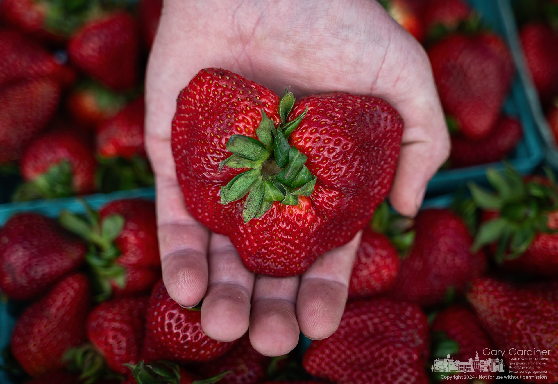 A farmer holds a four-inch-wide strawberry picked from his patch and offered as a portion of the display of his produce at the Saturday Farmers Market in Uptown. My Final Photo for May 18, 2024.