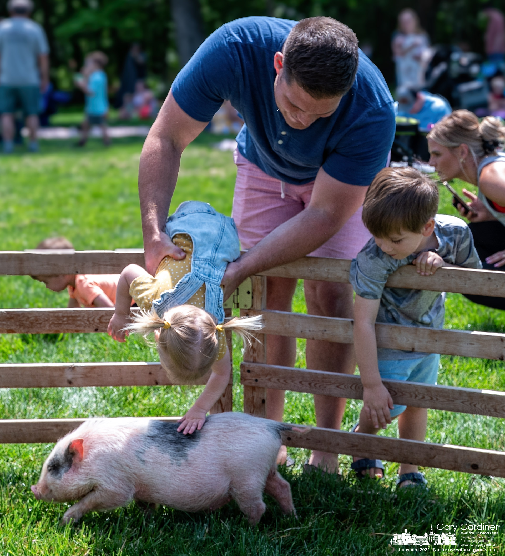 A father dangles his daughter over a fence so she can pet a Juliana miniature pig named Hansel at the Spark Preschool end-of-year picnic Thursday afternoon. My Final Photo for May 16, 2024.