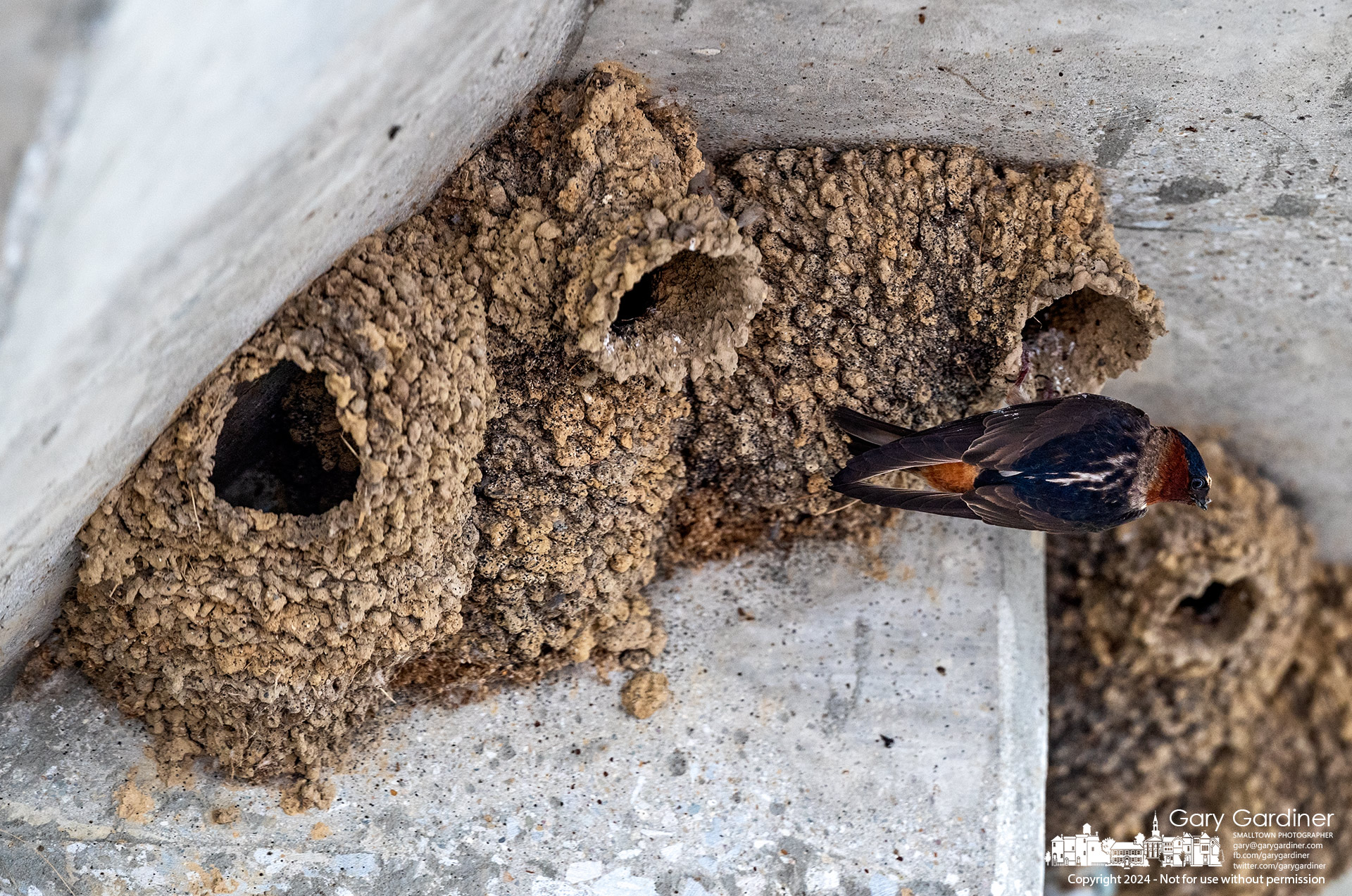 A barn swallow turns to leave its nest after feeding the young birds born in its mud home on the ceiling walls of the pavilion on the east end of Hoover Dam. My Final Photo for June 9, 2024.