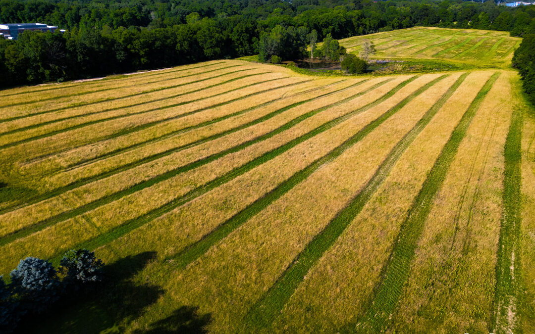 Hay Field Striping