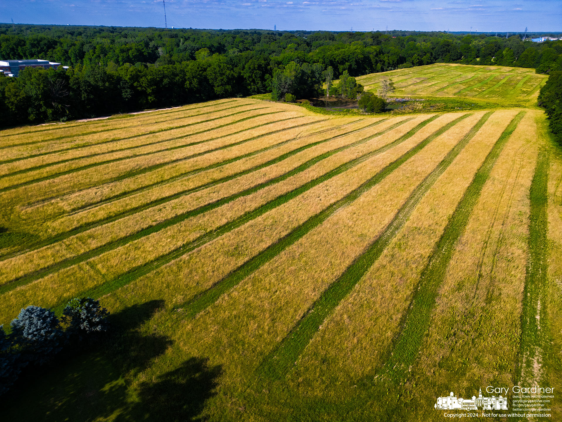 Stripes of green freshly planted grasses between aged hay mark sections of the Sharp Farm hayfield which was recently tilled for soil studies on the land the city purchased more than a year ago for development. My Final Photo for June 11, 2024.