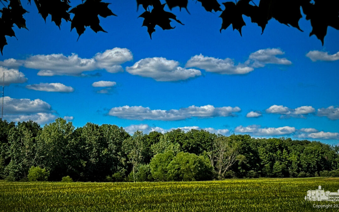 Summer Cumulus