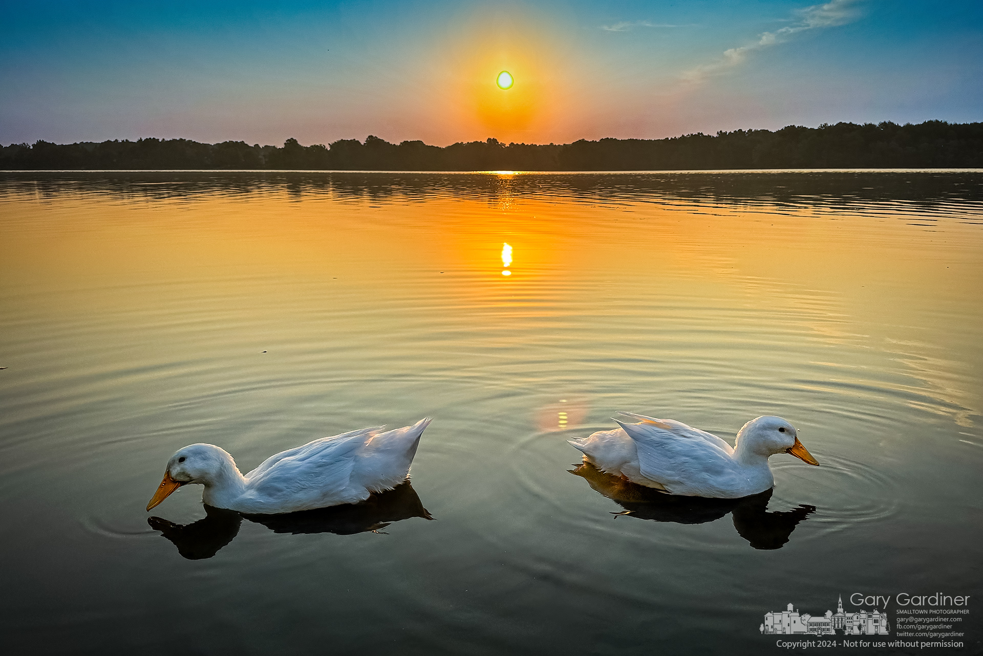 A pair of white waterfowl search near the shore for a morning snack as the sun roses over Hoover Reservoir. My Final Photo for July 24, 2024.