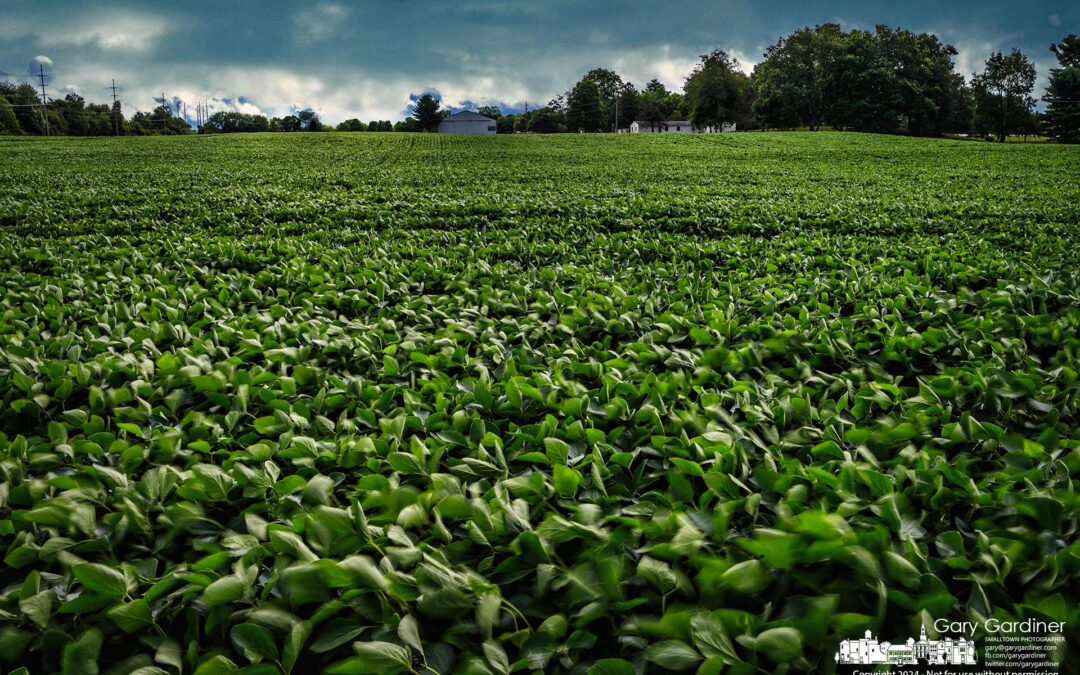 Wind Across Soybeans