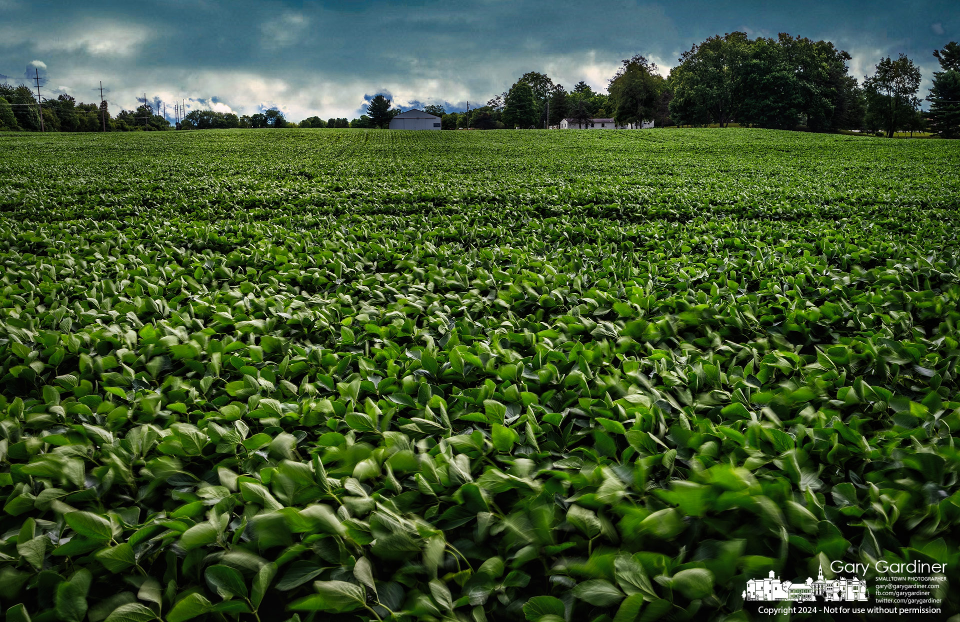 Strong southerly winds ripped across the soybean fields at Yarnell Farm early Wednesday morning as cooler and wetter weather came to central Ohio. My Final Photo for July 10, 2024.