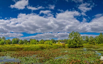 Wetland’s Afternoon