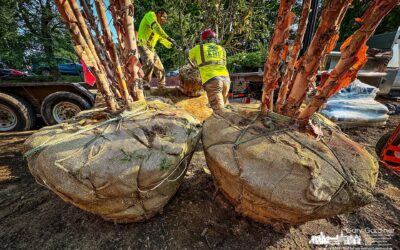 Library’s New Trees