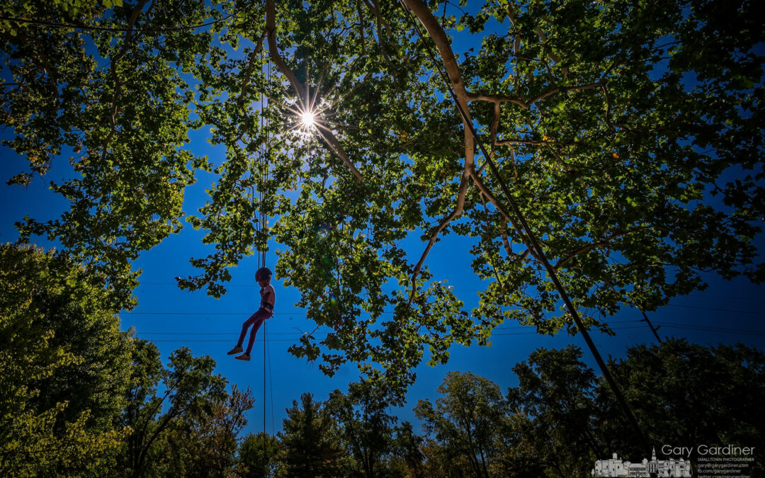 Treetop Daredevil