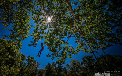 Treetop Daredevil