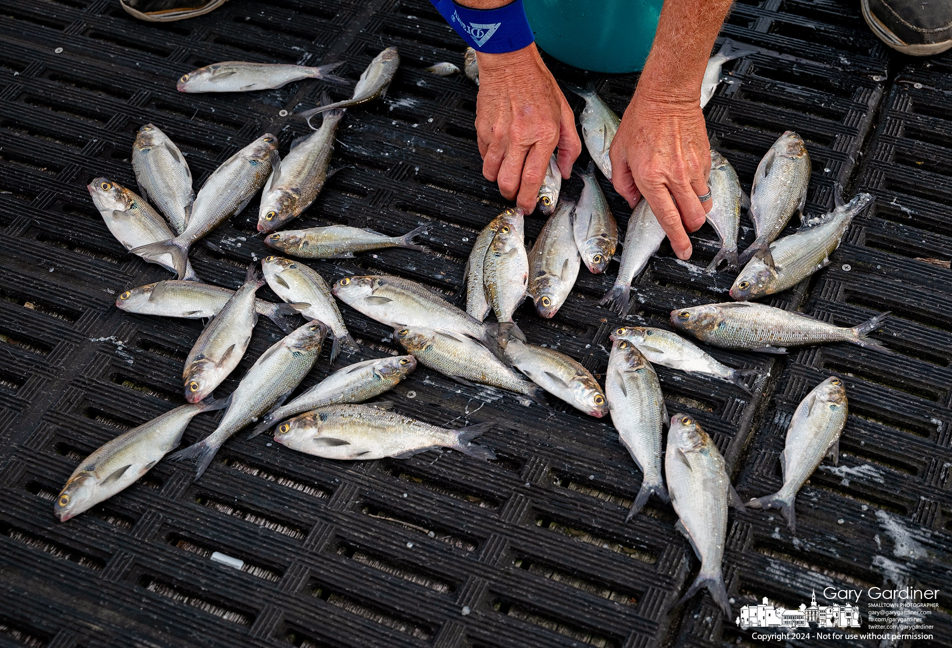 A fisherman collects more than two dozen shad he netted while casting for bait at Red Bank Marina at Hoover Reservoir. My Final Photo for September 25, 2024.